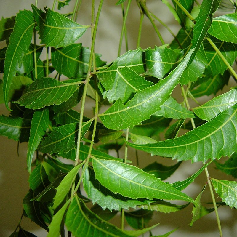 Neem - cudowne drzewo