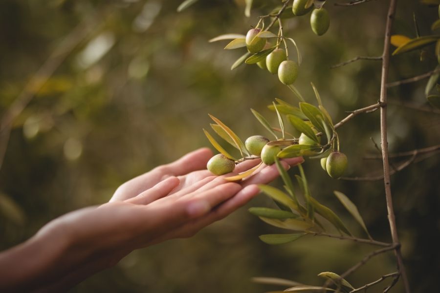 Skwalan z oliwek - jak stosować?
