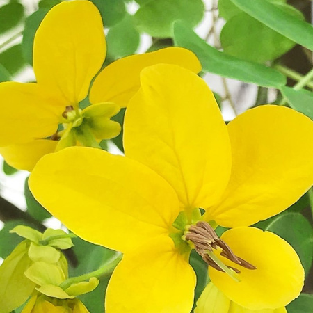 Henna do włosów Khadi – Średni Blond