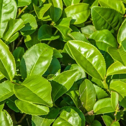 Naturalne mydło Khadi Shanti Soap - Zielona herbata
